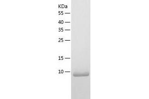 Western Blotting (WB) image for PCNA Clamp Associated Factor (PAF) (AA 1-111) protein (His tag) (ABIN7287236) (KIAA0101 Protein (AA 1-111) (His tag))