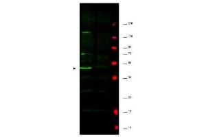 Western blot using  affinity purified anti-Fbp5A antibody shows detection of a major band corresponding to Fbp5A protein in a human HeLa whole cell lysate (lane 1 arrowhead). (Fbp5A antibody)