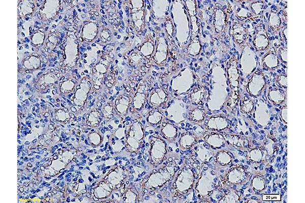 Aquaporin 5 antibody  (AA 201-265)