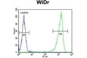 Flow cytometric analysis of WiDr cells using Beta-glucuronidase Antibody (Center) Cat. (Glucuronidase beta antibody  (Middle Region))