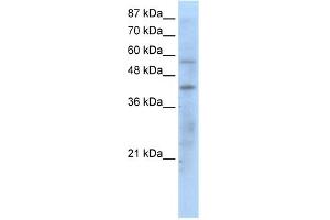 Western Blotting (WB) image for anti-Peroxisome Proliferator-Activated Receptor gamma (PPARG) (N-Term) antibody (ABIN2777645)
