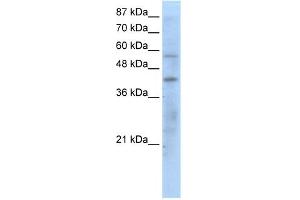 WB Suggested Anti-PPARG Antibody Titration:  1.