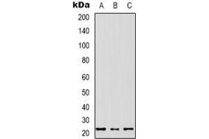 Western blot analysis of MRPS17 expression in SHSY5Y (A), HEK293T (B), NIH3T3 (C) whole cell lysates.