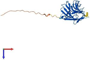 SPRY Domain Containing 4 (SPRYD4) (AA 1-207) protein (His tag)