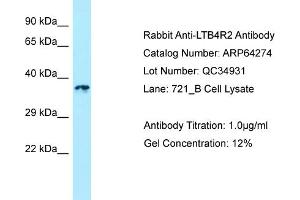 Western Blotting (WB) image for anti-Leukotriene B4 Receptor 2 (LTB4R2) (C-Term) antibody (ABIN2774394) (LTB4R2 antibody  (C-Term))