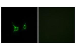 Immunofluorescence analysis of COS7 cells, using FFAR2 Antibody. (FFAR2 antibody  (C-Term))