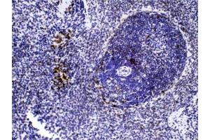 IHC testing of FFPE rat spleen tissue with CASP8 antibody at 1ug/ml. (Caspase 8 antibody  (AA 410-449))