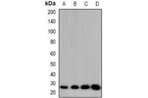 Western blot analysis of CIDEB expression in HT29 (A), RAW264. (CIDEB antibody)