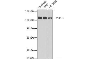 Western blot analysis of extracts of various cell lines using VEPH1 Polyclonal Antibody at dilution of 1:1000. (VEPH1 antibody)