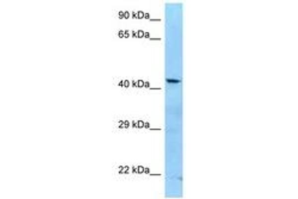 ADAT3 antibody  (AA 260-309)