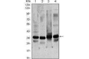 Western blot analysis using GTF2B mouse mAb against Hela (1), NIH/3T3 (2), COS7 (3) and A431 (4) cell lysate. (GTF2B antibody)