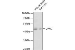 Western blot analysis of extracts of various cell lines, using OPRD1 antibody (ABIN6133674, ABIN6145040, ABIN6145042 and ABIN6224506) at 1:1000 dilution. (OPRD1 antibody  (C-Term))
