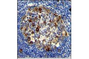 Immunohistochemistry analysis in Formalin Fixed, Paraffin Embedded Human tonsil tissue using RPS6 antibody (Ser240/244) followed by peroxidase conjugation of the secondary antibody and DAB staining. (RPS6 antibody  (AA 227-257))