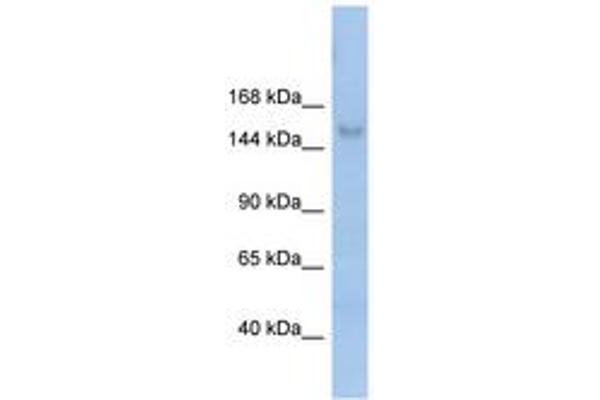MOV10L1 anticorps  (AA 71-120)