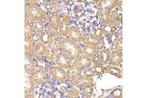 Immunohistochemistry of paraffin-embedded rat kidney using LAP3 antibody (ABIN5975480) at dilution of 1/100 (40x lens). (LAP3 antibody)