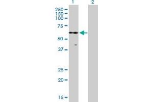 Western Blot analysis of PKNOX2 expression in transfected 293T cell line by PKNOX2 MaxPab polyclonal antibody.