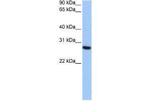 PSMA6 antibody used at 0. (PSMA6 antibody)