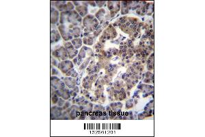 DNAJC14 Antibody immunohistochemistry analysis in formalin fixed and paraffin embedded human pancreas tissue followed by peroxidase conjugation of the secondary antibody and DAB staining. (DNAJC14 antibody  (AA 184-213))