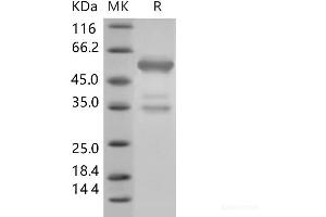 Western Blotting (WB) image for High Mobility Group Box 1 (HMGB1) (Active) protein (Fc Tag) (ABIN7196094) (HMGB1 Protein (Fc Tag))