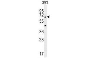 ANKRD34B Antibody (C-term) western blot analysis in 293 cell line lysates (35µg/lane). (ANKRD34B antibody  (C-Term))