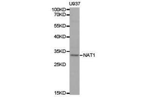Western Blotting (WB) image for anti-N-Acetyltransferase 1 (Arylamine N-Acetyltransferase) (NAT1) antibody (ABIN1873823) (NAT1 antibody)