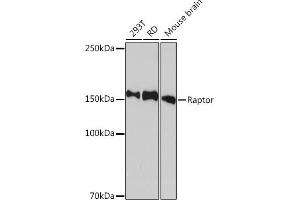 Western blot analysis of extracts of various cell lines, using Raptor Rabbit mAb (ABIN7269900) at 1:1000 dilution. (Raptor antibody)