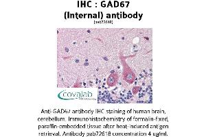 Image no. 1 for anti-Glutamate Decarboxylase 1 (Brain, 67kDa) (GAD1) (Internal Region) antibody (ABIN1734554) (GAD antibody  (Internal Region))