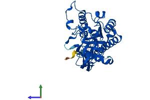 AlphaFold protein structure predicition of Human Recombinant ACY3 Protein, UniprotID Q96HD9 (Aminoacylase 3 Protein (ACY3) (AA 1-319) (His tag))