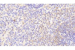 Detection of IL18 in Rabbit Spleen Tissue using Monoclonal Antibody to Interleukin 18 (IL18) (IL-18 antibody  (AA 32-192))