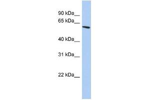 WB Suggested Anti-ZNF567 Antibody Titration:  0.