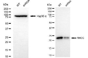 Western blotting analysis using RHOC antibody (ABIN7800143).