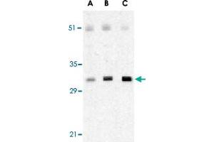 Western blot analysis of XAF1 in human spleen lysate with XAF1 polyclonal antibody  at 0. (XAF1 antibody  (C-Term))