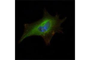 Immunofluorescence analysis of NIH/3T3 cells using FMR1 monoclonal antibody, clone 4G9  (green) . (FMR1 antibody)