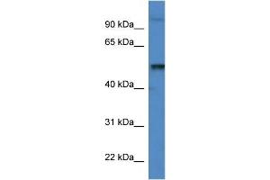 Mouse Spleen; WB Suggested Anti-Katna1 Antibody. (KATNA1 antibody  (C-Term))
