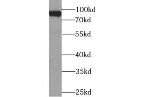 Western blot analysis of HEK-293 cells were subjected to SDS PAGE using BACH1 antibody at dilution of 1/1000.