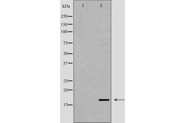LYZL6 antibody  (Internal Region)