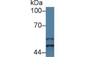 Western Blot; Sample: Mouse Placenta lysate; Primary Ab: 1µg/ml Rabbit Anti-Mouse GSK3a Antibody Second Ab: 0. (GSK3 alpha antibody  (AA 122-406))