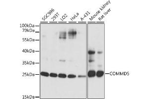 Western blot analysis of extracts of various cell lines, using COMMD5 antibody (ABIN7266471) at 1:1000 dilution. (COMMD5 antibody  (AA 1-224))