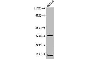 Western Blot analysis of 293 cells using Cleaved-Caspase-6 p18 (D179) Polyclonal Antibody (Caspase 6 antibody  (Cleaved-Asp179))