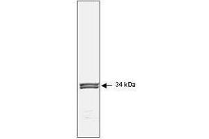 Mab anti-Human p34cdc2 antibody (clone POH-1) is shown to detect human p34cdc2by western blot. (Cdc2, p34 antibody)