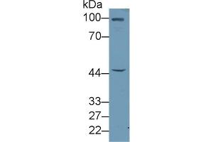 Detection of FBLN7 in Rat Liver lysate using Polyclonal Antibody to Fibulin 7 (FBLN7) (FBLN7 antibody  (AA 223-440))