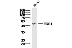 Rat heart lysates probed with S1P1 Polyclonal Antibody, unconjugated  at 1:300 overnight at 4°C followed by a conjugated secondary antibody at 1:10000 for 90 minutes at 37°C.