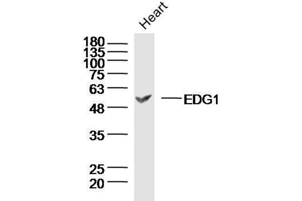 S1PR1 antibody  (AA 51-150)