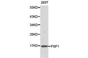 Western Blotting (WB) image for anti-Fibroblast Growth Factor 1 (Acidic) (FGF1) antibody (ABIN1872681) (FGF1 antibody)