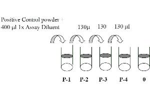 This picture shows the preparation of the positive control. (c-MET ELISA Kit)