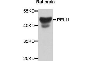 Western blot analysis of extracts of rat brain, using PELI1 antibody (ABIN5974812) at 1/1000 dilution. (Pellino 1 antibody)