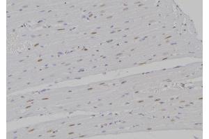 ABIN6277199 at 1/100 staining Rat heart tissue by IHC-P. (Histone 3 antibody  (H3K27me2))