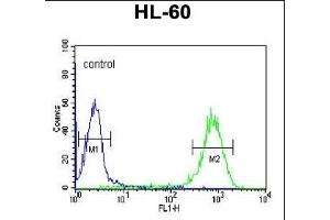 DLK2 Antibody (C-term) (ABIN652972 and ABIN2842616) flow cytometric analysis of HL-60 cells (right histogram) compared to a negative control cell (left histogram). (DLK2 antibody  (C-Term))