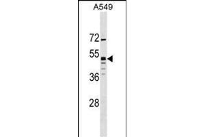 GPR83 Antibody (N-term) (ABIN1538851 and ABIN2849722) western blot analysis in A549 cell line lysates (35 μg/lane).