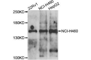 Western blot analysis of extracts of various cells, using COL4A5 antibody.